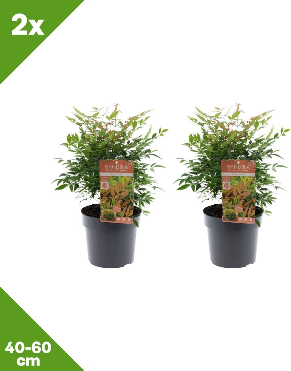 GARDENZO - 2x Nandina domestica 'Magical Sunrise' (Hemelse bamboe), P19, 40-60 cm - Winterhard