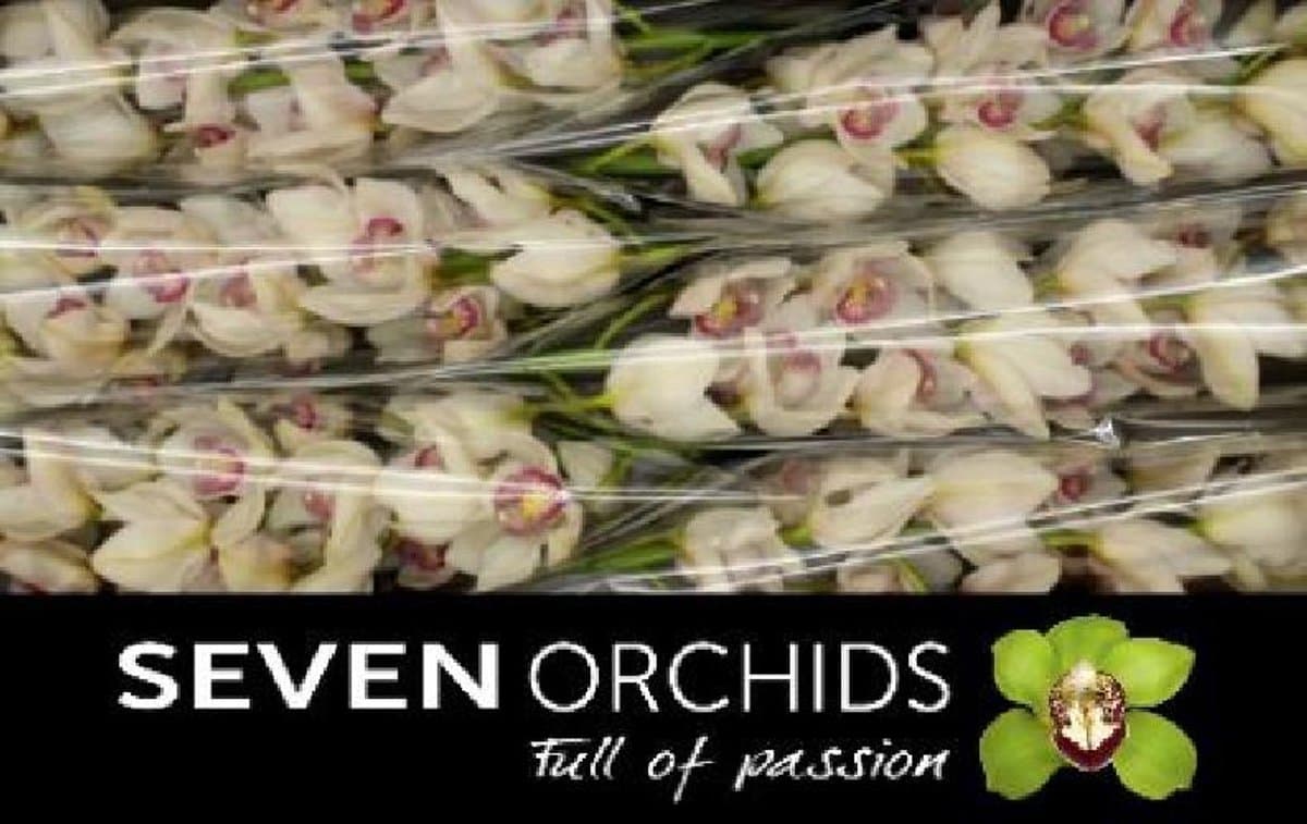 1x Cymbidium time out 80cm