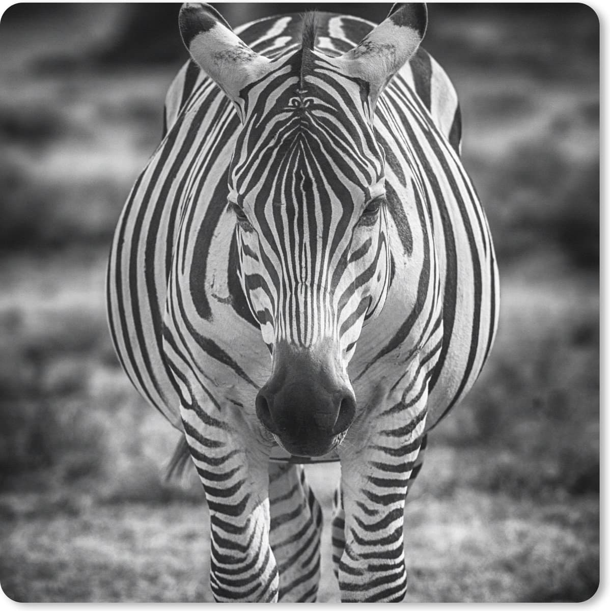 Muismat XXL 50x50 cm - Bureau onderlegger - Bureau mat Zebra in het gras - Bureaumat - Gaming mousepad xl - Bureaulegger groot - Computer deskmat