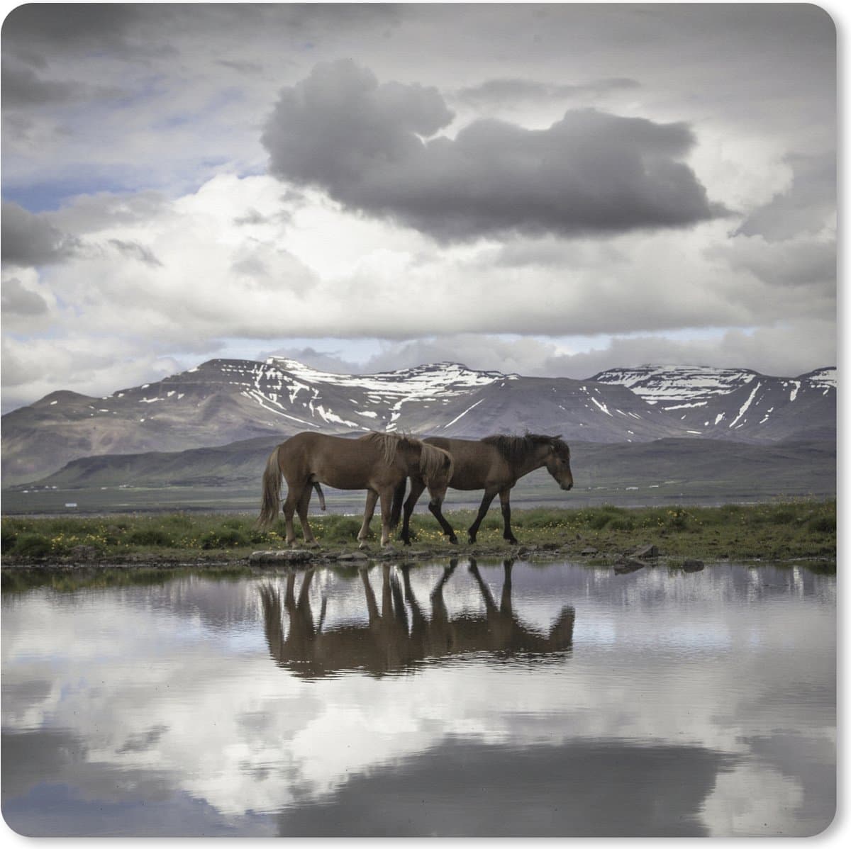Muismat XXL 60x60 cm - Bureau onderlegger - Bureau mat Paarden - IJsland - Natuur - Bureaumat - Gaming mousepad xl - Bureaulegger groot - Computer deskmat