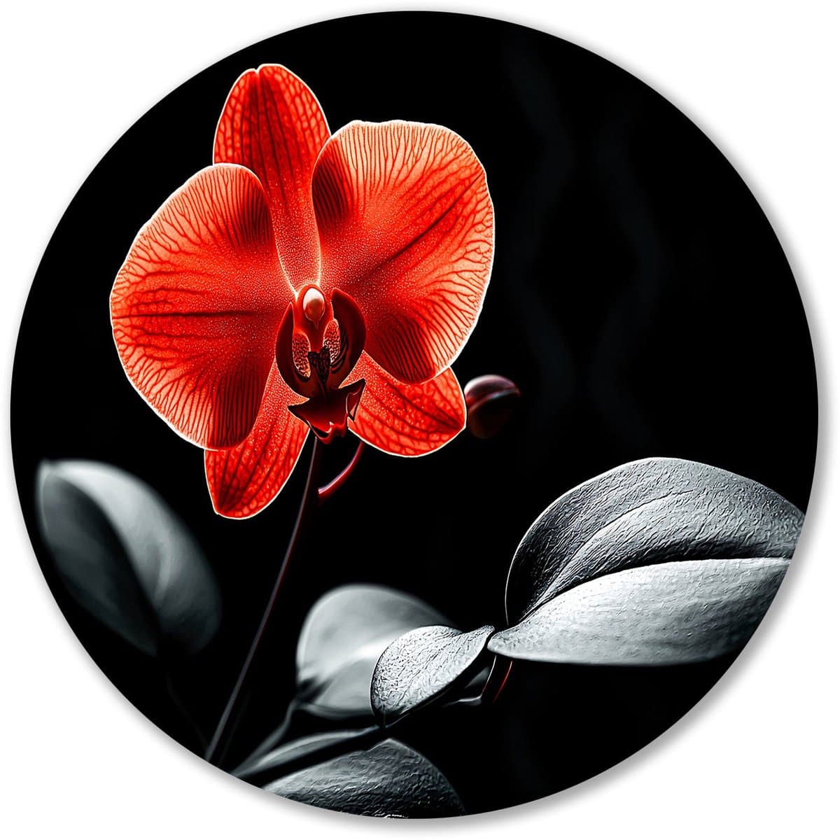 Rode orchidee op zwarte achtergrond - Orchidee muurdecoratie rond - Wandschalen bloem - Hyperrealisme - Ronde Forex wanddecoratie - Slaapkamer wandkunst - muurcirkel forex 90x90 cm