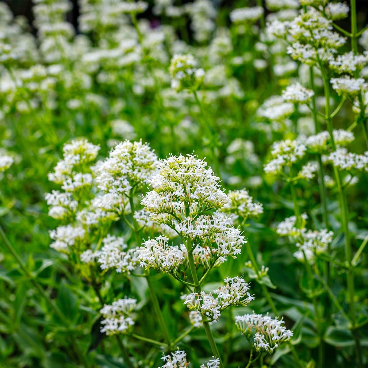 Bloomique - Set van 6 - Centranthus Ruber Albus - Spoorbloem - Rijkbloeiend - Winterhard - Vaste plant - 10-20 cm hoog - Pot 9 cm