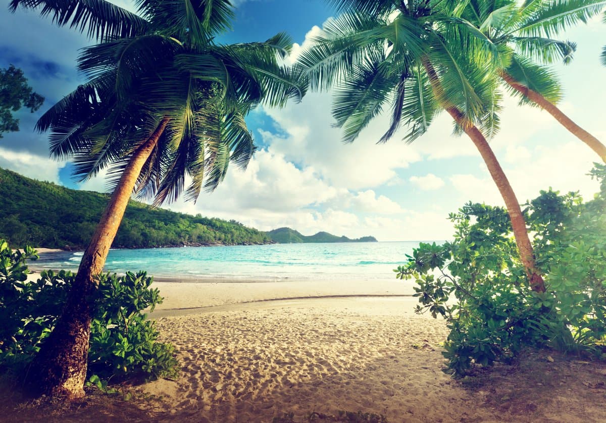 400cm X 280cm - Fotobehang - Palmbomen paradijs, premium print, inclusief behanglijm