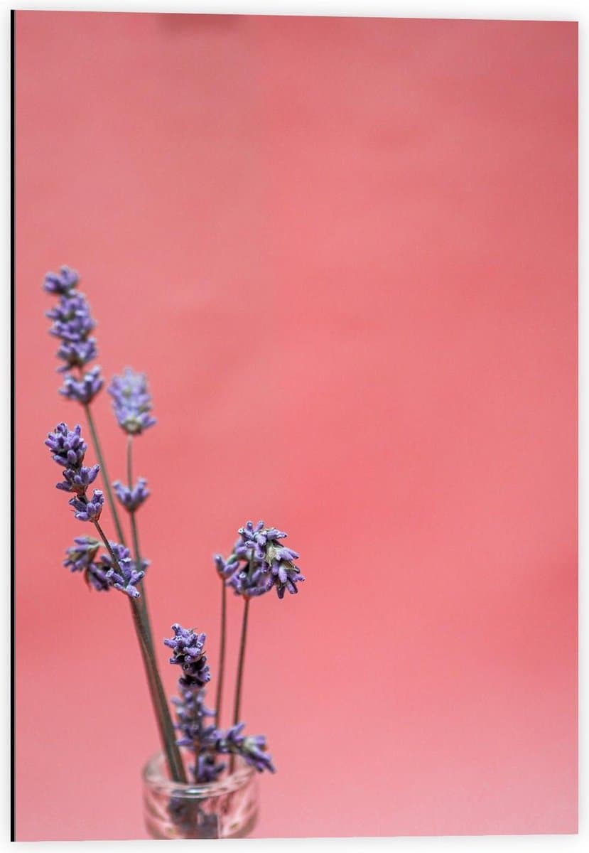 Dibond - Lavendel in een Flesje - 40x60cm Foto op Aluminium (Met Ophangsysteem)