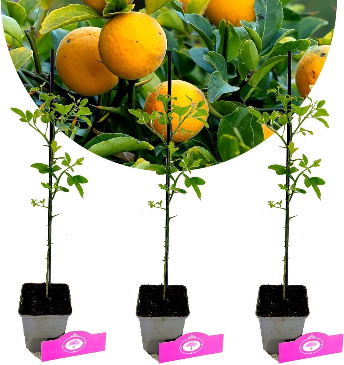 Set van 3 Wilde Citroen - Citrus trifoliata - Winterhard - H20cm - in 9cm pot