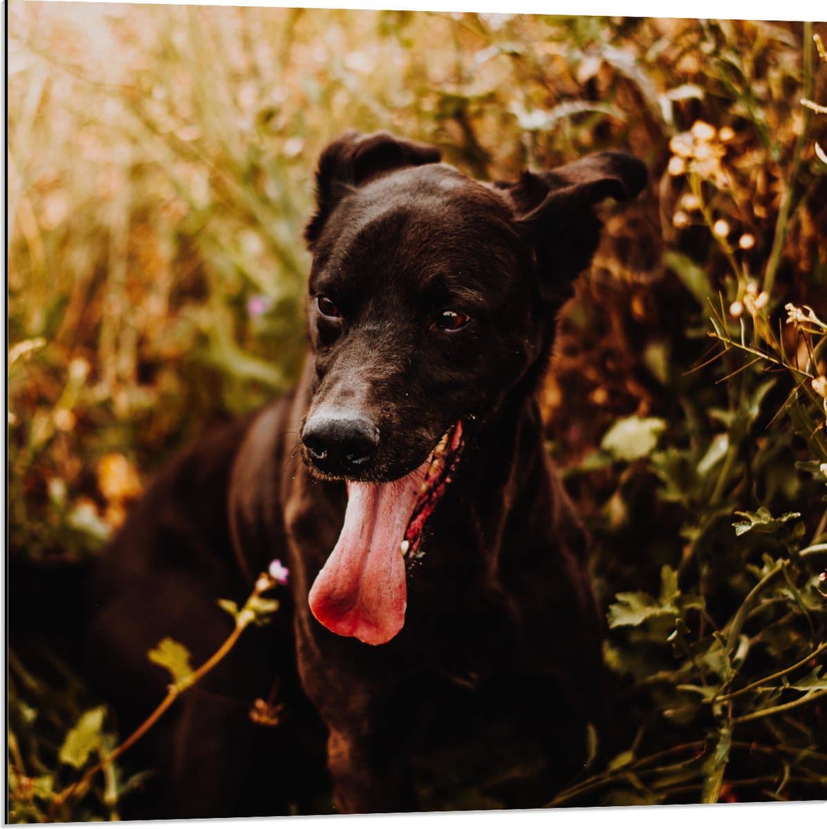 Dibond - Hijgende Zwarte Hond tussen Groene Takken - 80x80 cm Foto op Aluminium (Met Ophangsysteem)