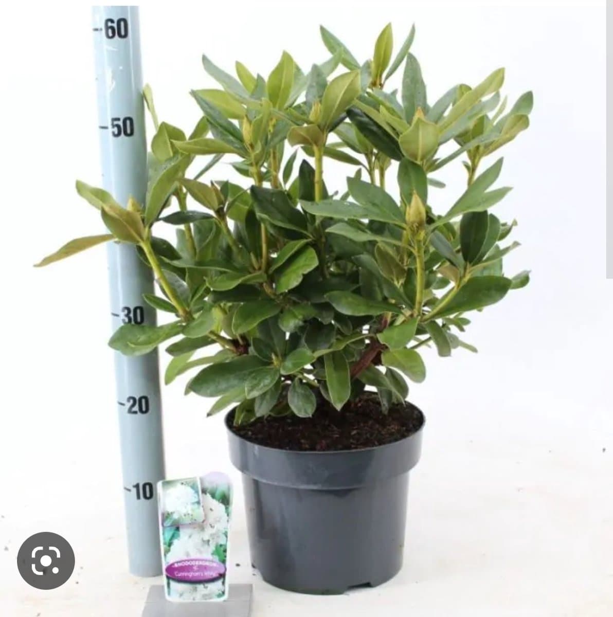 Rhododendron Ponticum - 40-60 cm in pot: Paarsbloeiende, snelgroeiende rhododendron.