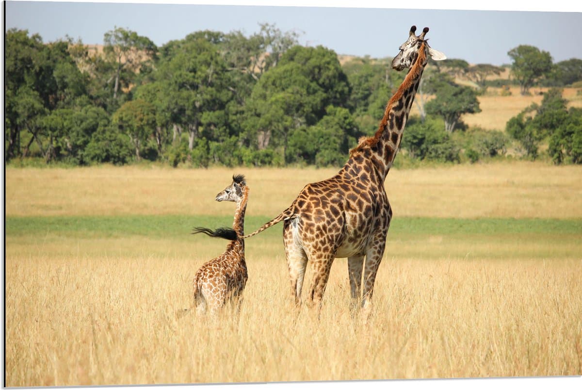 Dibond - Lopende Giraffe en Baby Giraffe - 90x60 cm Foto op Aluminium (Wanddecoratie van metaal)