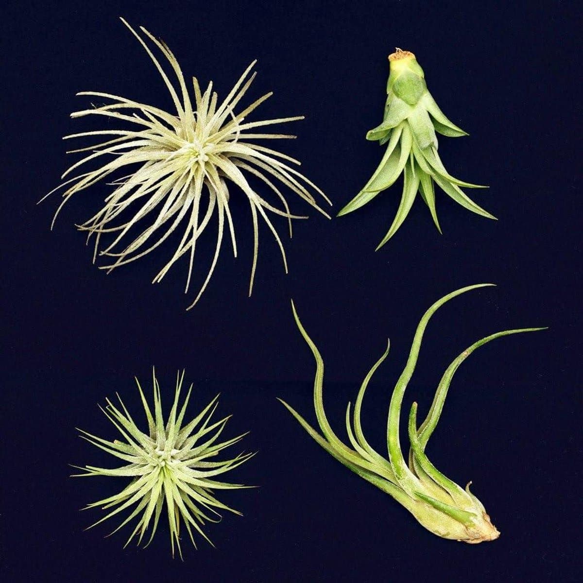 Luchtplanten Set - Tillandsias Kamerplanten - Decoratie Binnen - Vier Verschillende Soorten - 5-12 cm - Groen