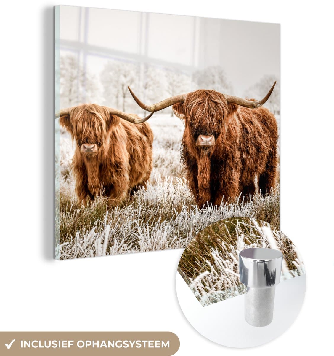 ® Glasschilderij 50x50 cm - Schilderij acrylglas - Schotse hooglander - Koe - Dieren - Foto op glas - Muurdecoratie woonkamer - Wanddecoratie slaapkamer - Schilderijen