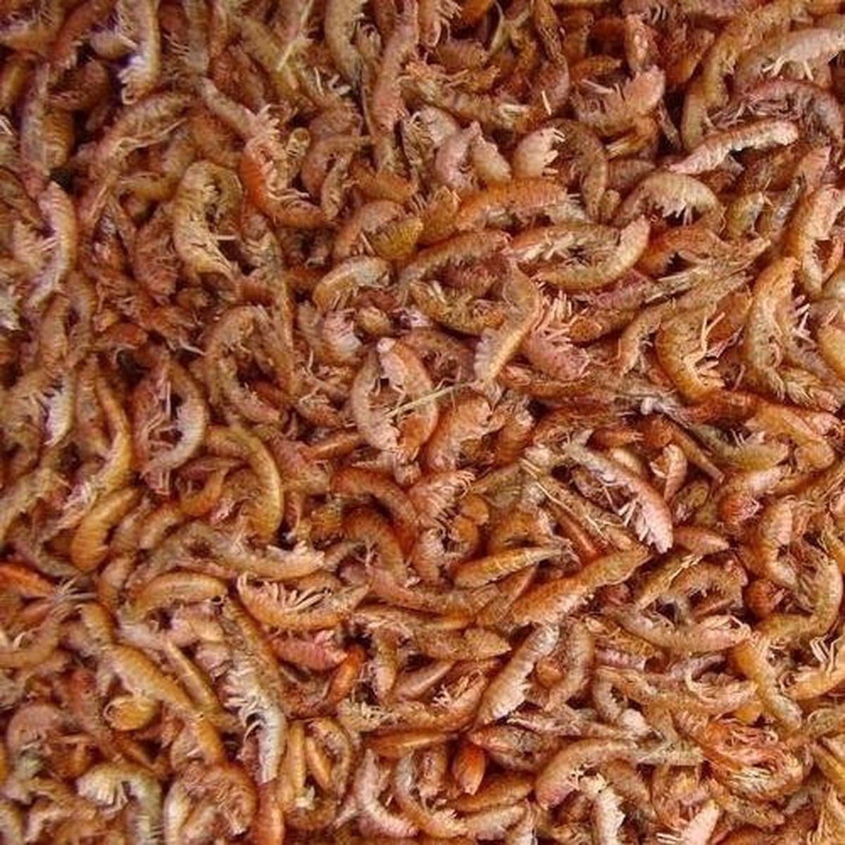 Vlokreeftjes (Gammarus) - 5 Liter