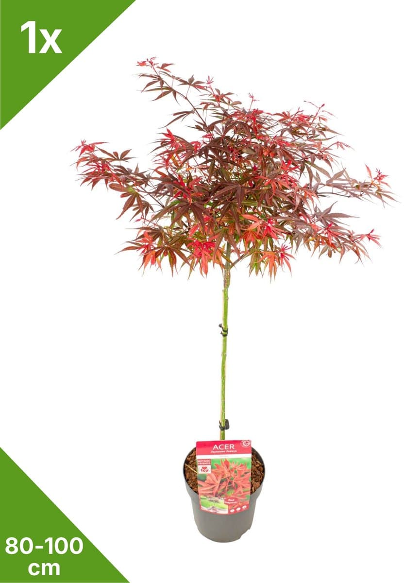 GARDENZO - 1x Acer palmatum 'Shaina' - Japanse Esdoorn op stam in 3 ltr pot 80/100 cm