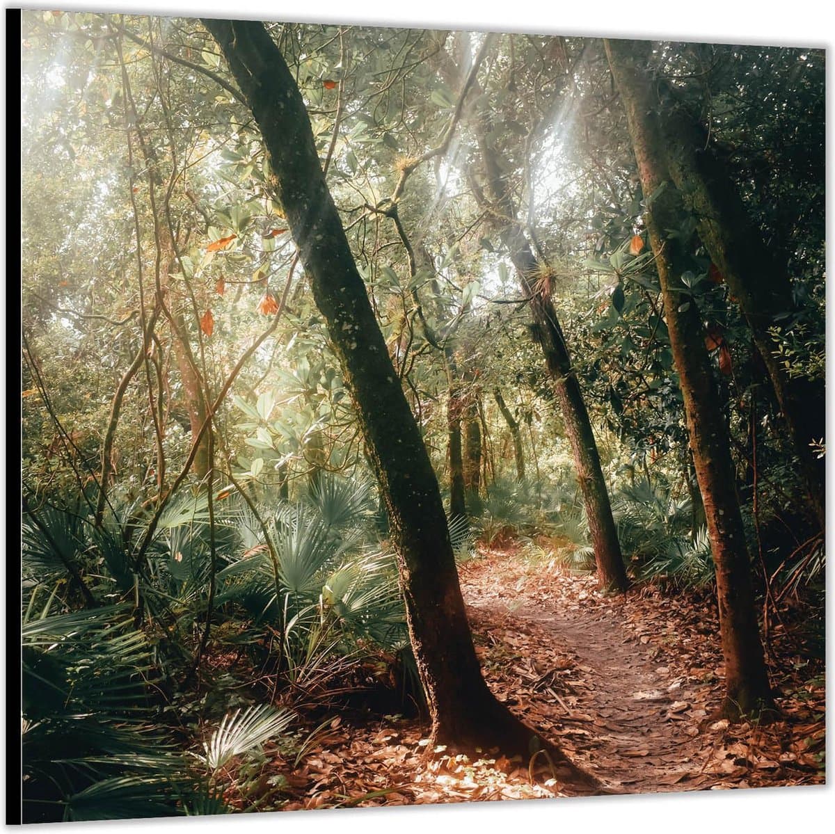 Dibond –Fleurig Bospaadjes – 50x50 Foto op Aluminium (Wanddecoratie van metaal)