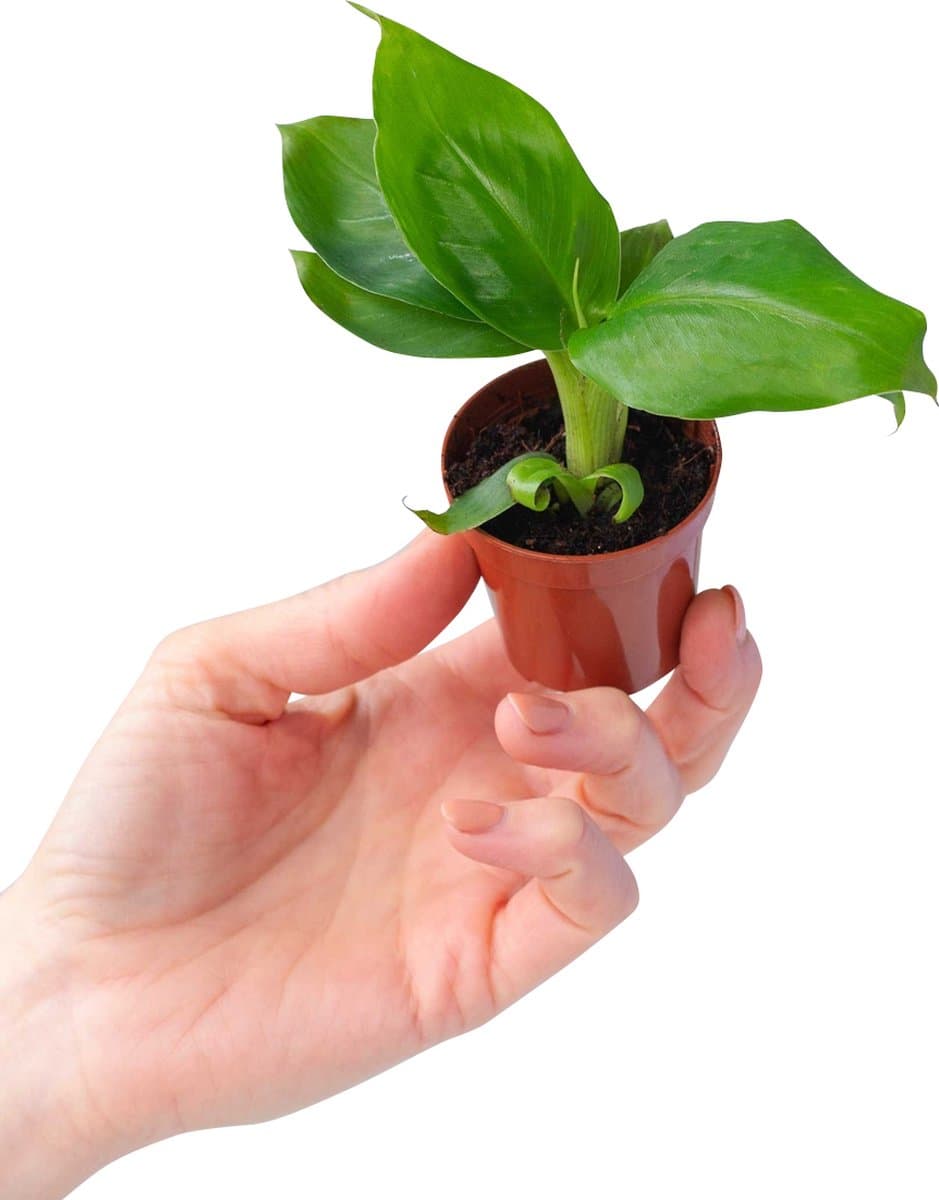 PLNTS - Baby Musa Dwarf (Bananenplant) - Kamerplant - Stekplantje 2 cm - Hoogte 15 cm