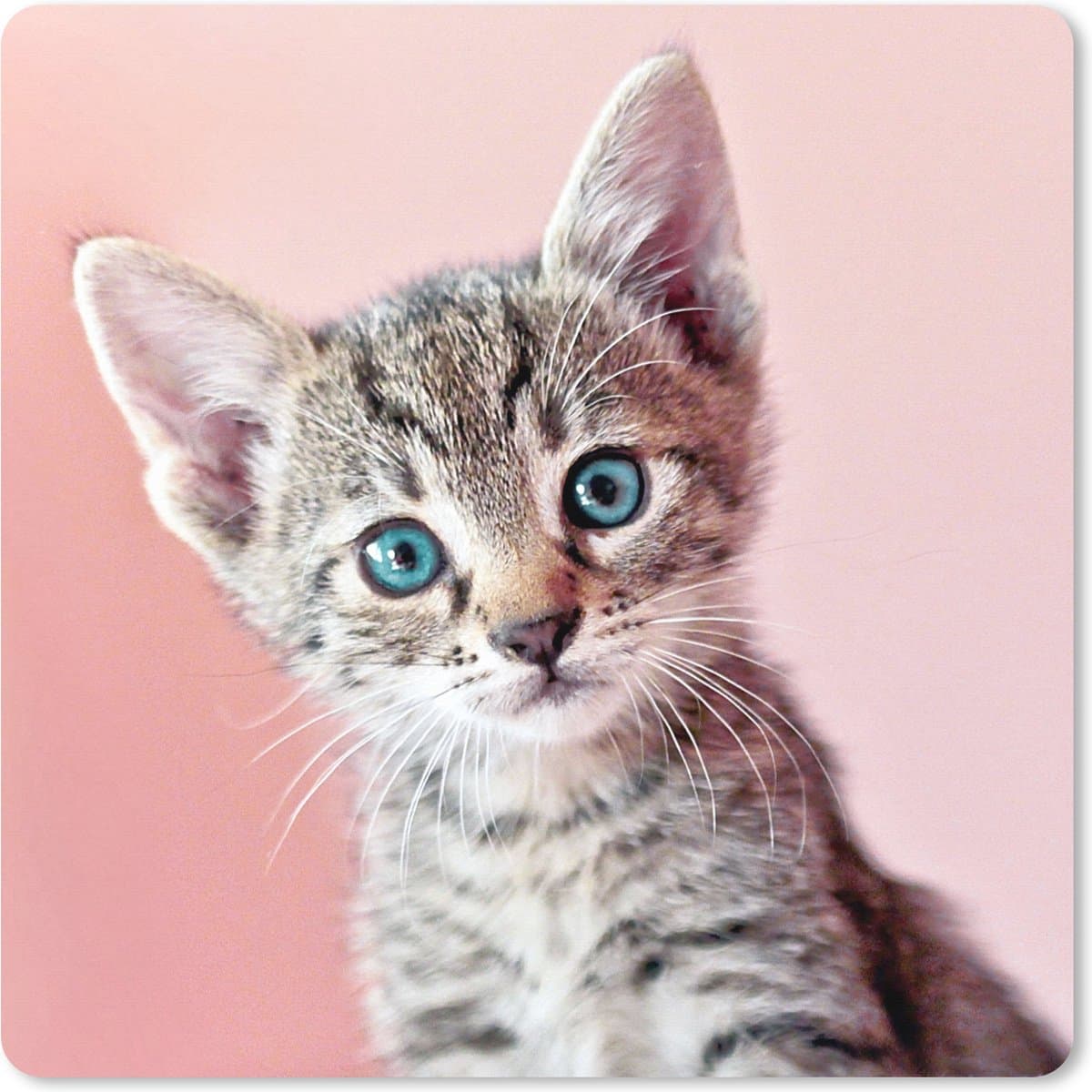 Muismat XXL 80x80 cm - Bureau onderlegger - Bureau mat Kitten - Blauw - Roze - Bureaumat - Gaming mousepad xl - Bureaulegger groot - Computer deskmat