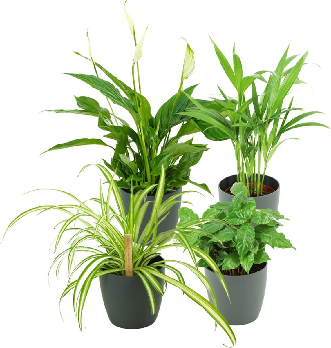 ZynesFlora Luchtzuiverende Kamerplanten - 4x Kamerplant met Pot Antraciet - Ø 12-13 cm - Hoogte: 30-40 cm