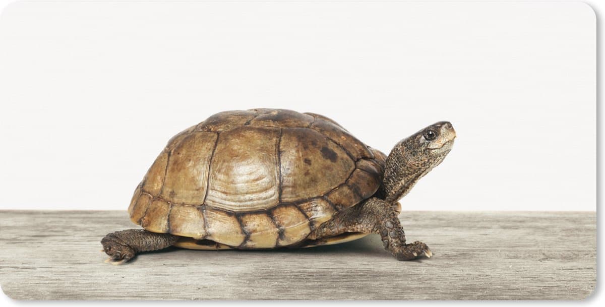 Muismat XXL 80x40 cm - Bureau onderlegger - Bureau mat Schildpad - Jongen - Dieren - Kinderen - Meisjes - Bureaumat - Gaming mousepad xl - Bureaulegger groot - Computer deskmat