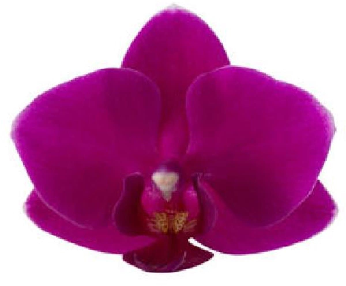 8x Phal.baby purple 50cm