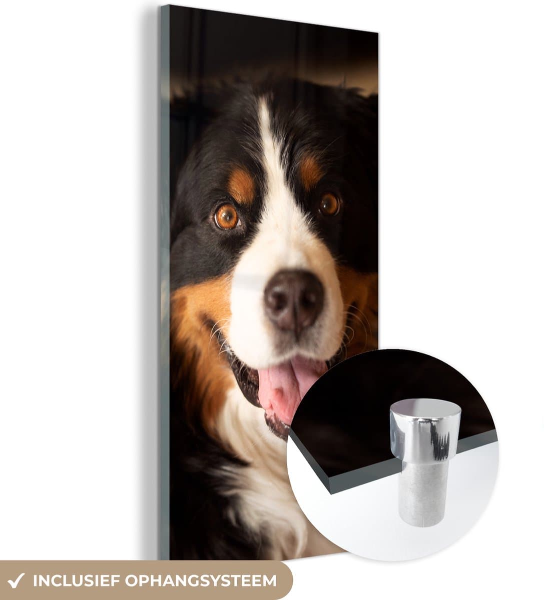 ® Glasschilderij 60x120 cm - Schilderij acrylglas - Berner Sennenhond kijkt in de camera - Foto op glas - Muurdecoratie woonkamer - Wanddecoratie slaapkamer - Schilderijen