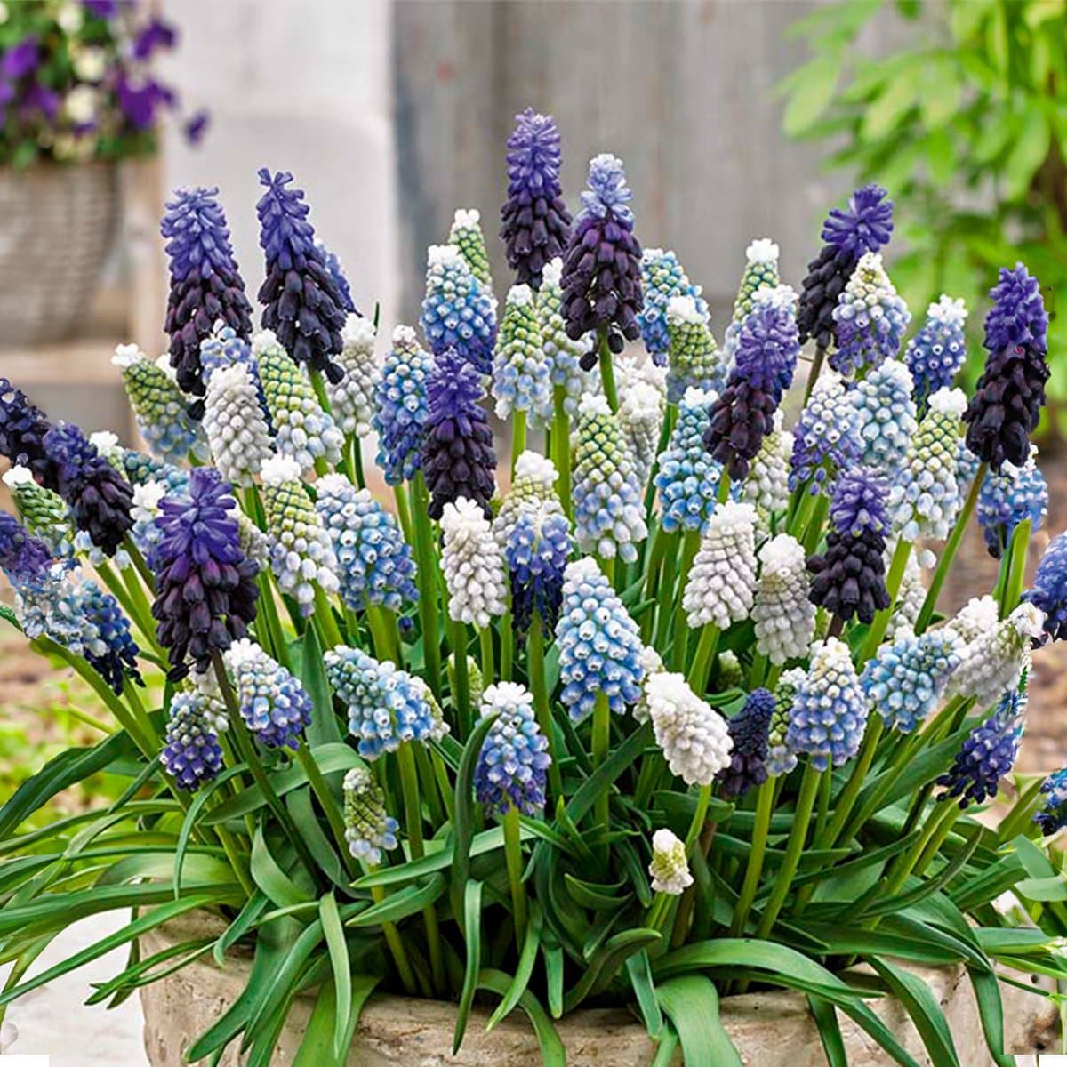 Bloomique - Mix van 50 - Muscari Mix - Druifhyacint - Blauwe Druifjes - Wit, Blauw - Bloembollen - Voorjaarsbloeiend - Meerjarige Planten - Groeit tot 10-15 cm