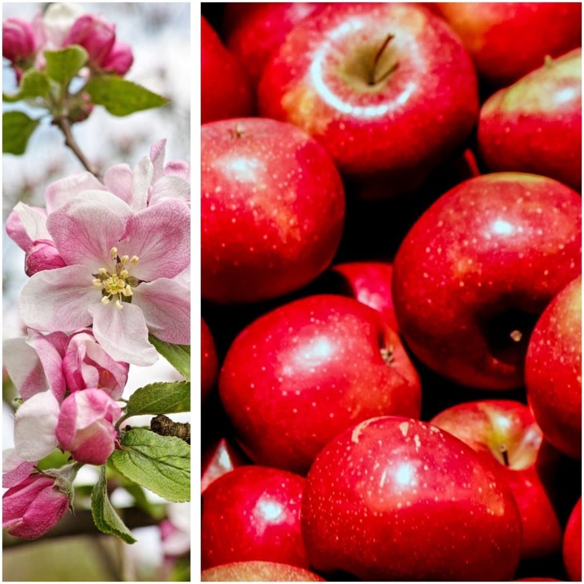 Appelboom (Malus domestica - malus pumila) - Appel Gala, - Malus domestica - Vaste planten - Moestuin - Bijen-Vlinders - bloeit in April / Mei