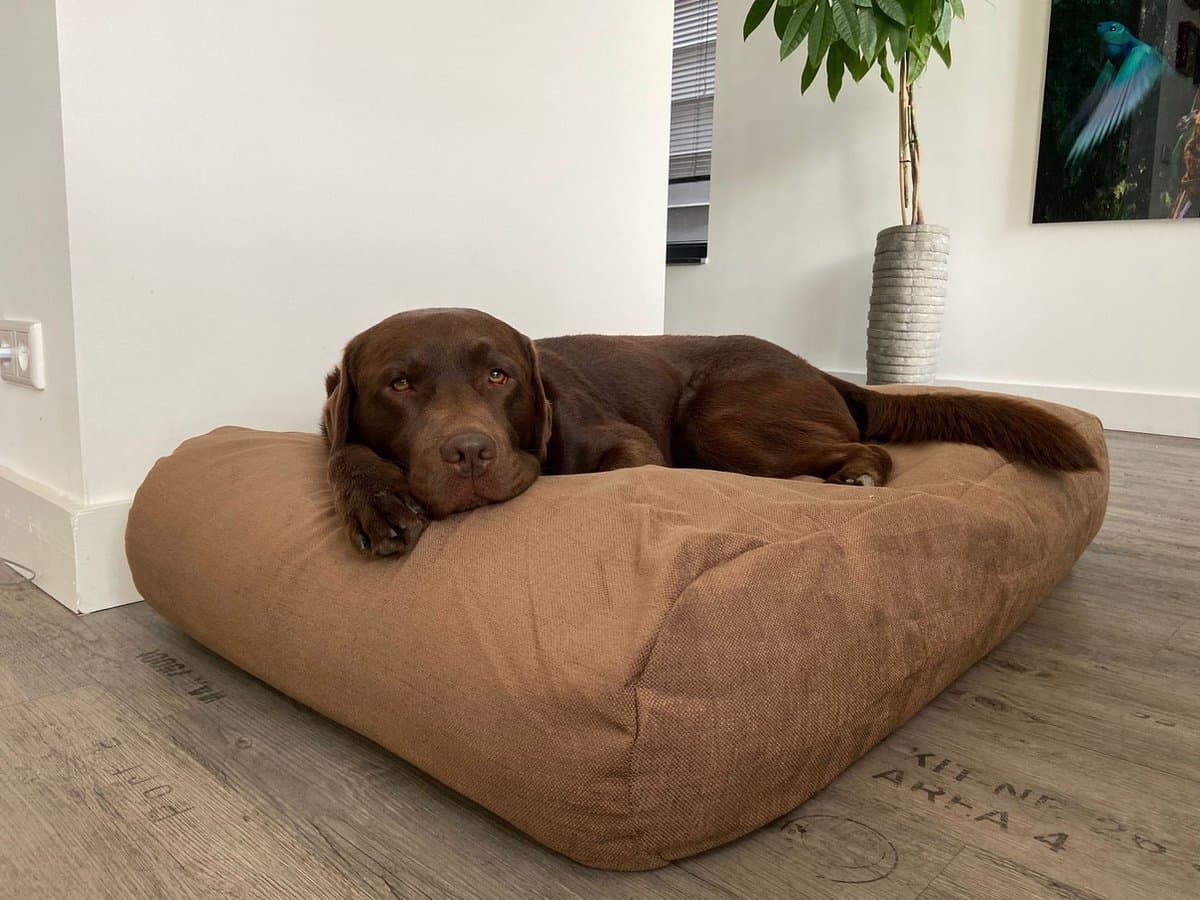 Dog's Companion - Hondenkussen / Hondenbed café latte meubelstof - S - 70x50cm