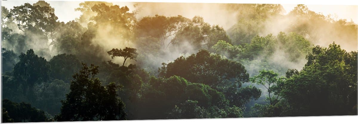 Acrylglas - Mist tussen de Groene Boomtoppen - 150x50 cm Foto op Acrylglas (Met Ophangsysteem)