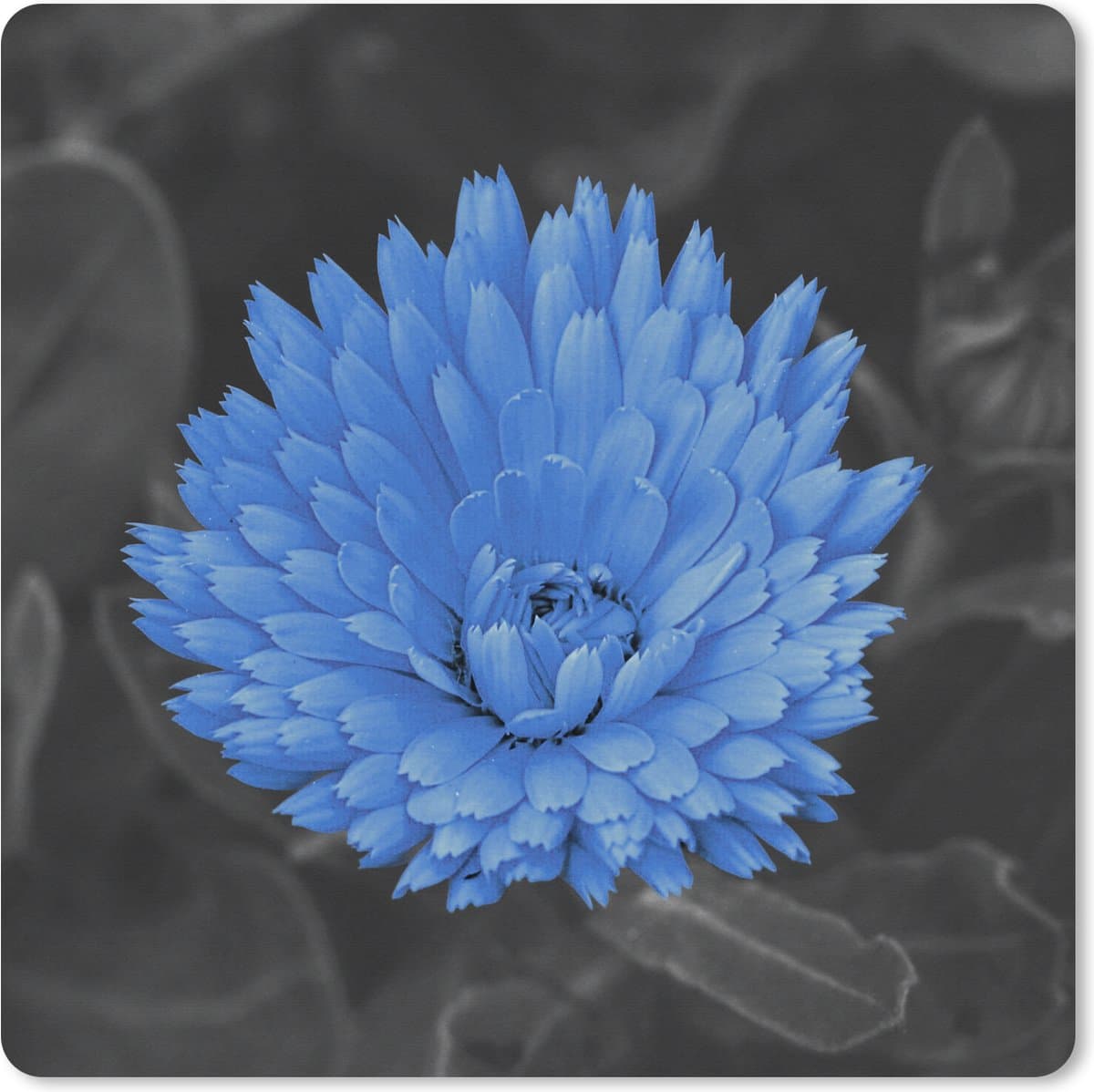 Muismat XXL 80x80 cm - Bureau onderlegger - Bureau mat Bloemen - Zwart - Wit - Blauw - Bureaumat - Gaming mousepad xl - Bureaulegger groot - Computer deskmat