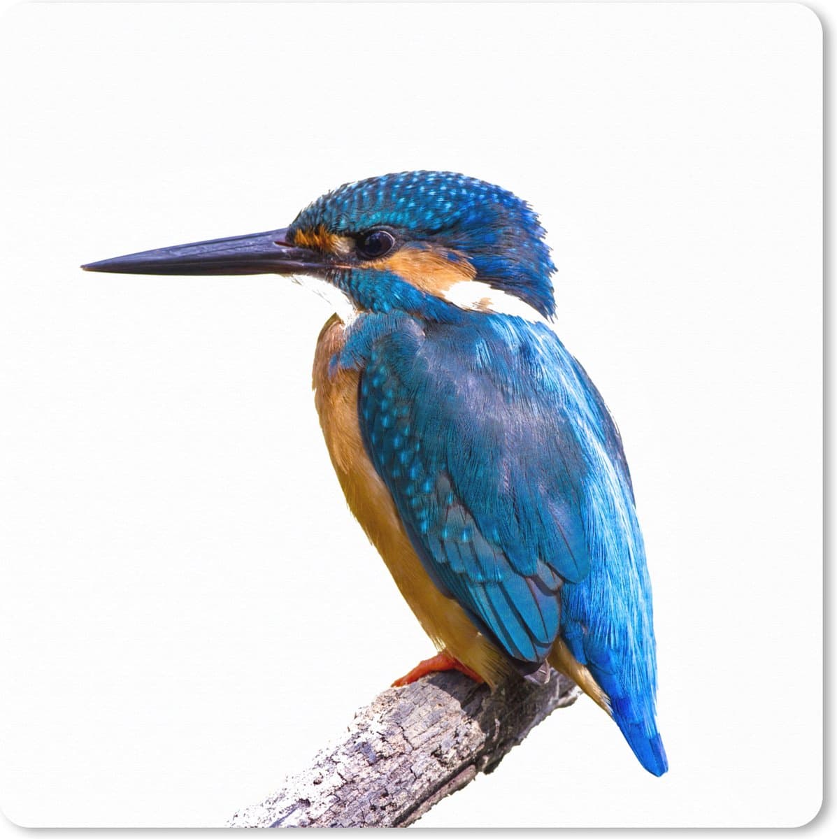 Muismat XXL 60x60 cm - Bureau onderlegger - Bureau mat IJsvogel - Veren - Tak - Blauw - Bureaumat - Gaming mousepad xl - Bureaulegger groot - Computer deskmat