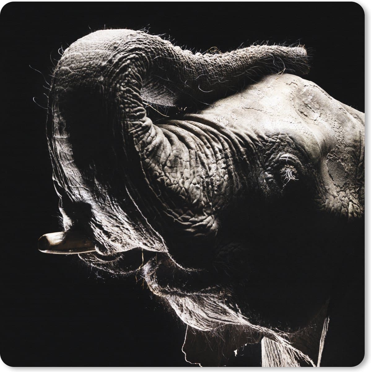 Muismat XXL 40x40 cm - Bureau onderlegger - Bureau mat Olifant - Zwart - Dieren - Portret - Bureaumat - Gaming mousepad xl - Bureaulegger groot - Computer deskmat