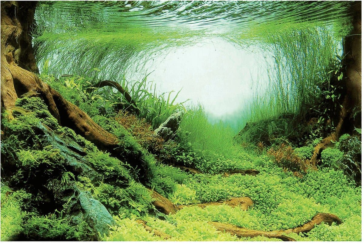 Superfish Deco Poster - Aquarium - Ornament - 150x61 cm Aquascape Plant