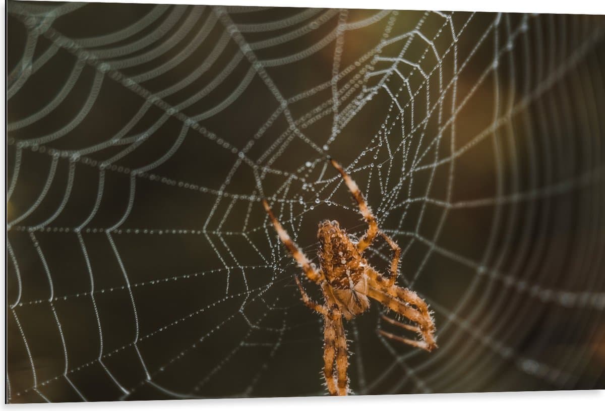 Dibond - Kleine Spin midden in Spinnenweb - 105x70 cm Foto op Aluminium (Met Ophangsysteem)