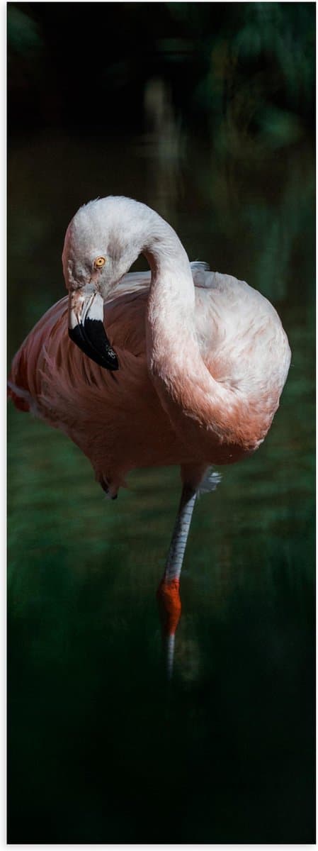 Poster Glanzend – Flamingo op Eén Poot in Groenkleurig Water - 20x60 cm Foto op Posterpapier met Glanzende Afwerking