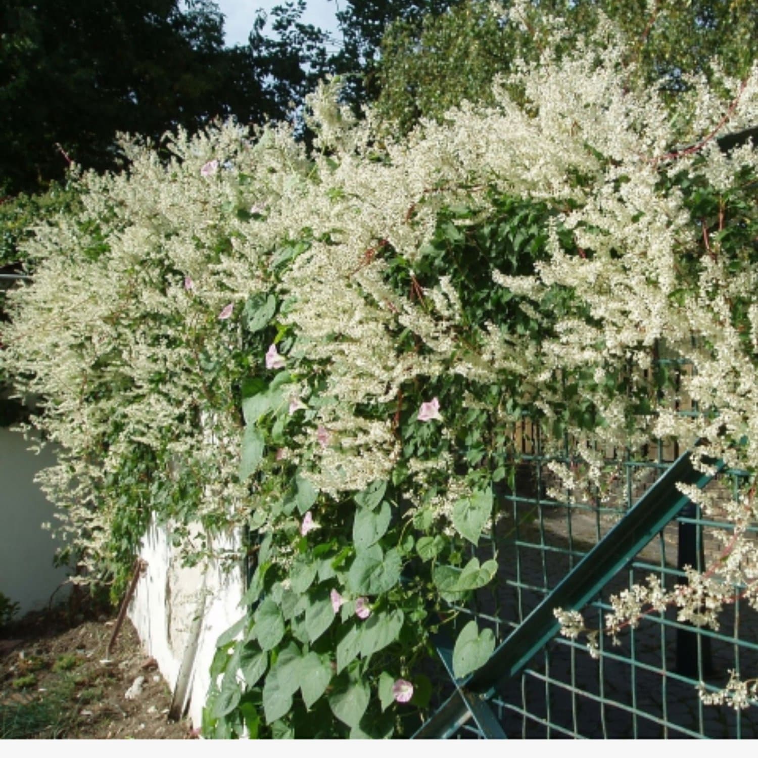 6x - Persicaria amplexicaulis Alba - Witte duizenknoop - Vaste planten - Snijbloemen - Bodembedekkers - Zomerbollen