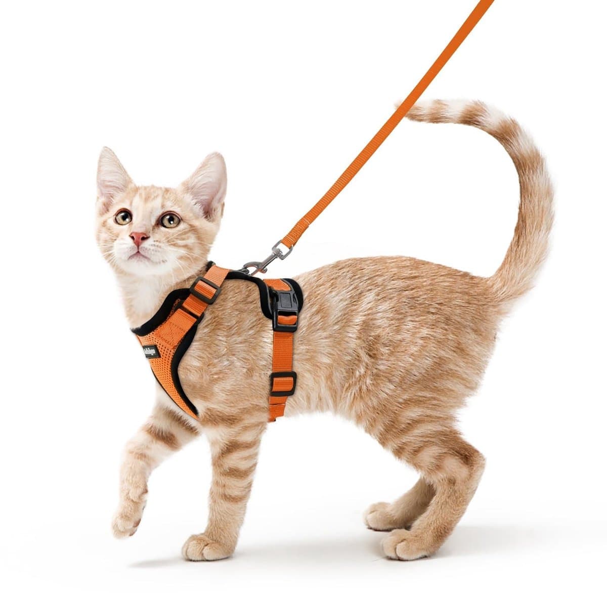 Omgoods - Rabbitgoo Kat Harnas en Leash 150cm - Anti-Escape en Verstelbaar