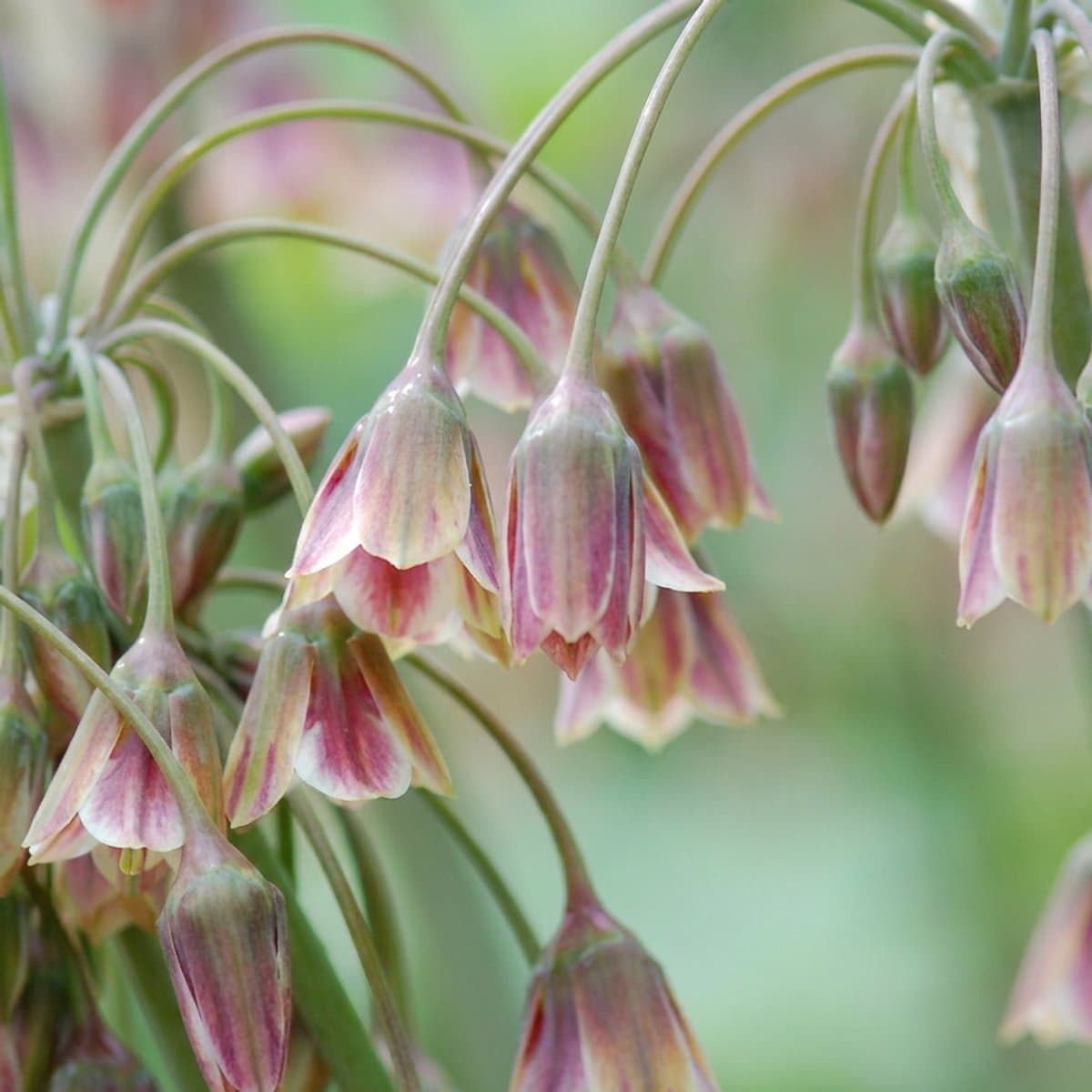 Green boutiQ - 60x Allium Siculum - Siciliaanse honing knoflook - Rood - Zomerbloeier - Bolmaat 8/10
