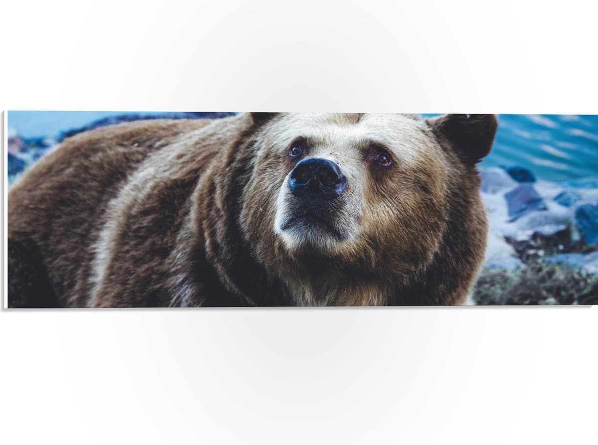 PVC Schuimplaat- Omhoogkijkende Grizzly Beer aan het Water - 60x20 cm Foto op PVC Schuimplaat