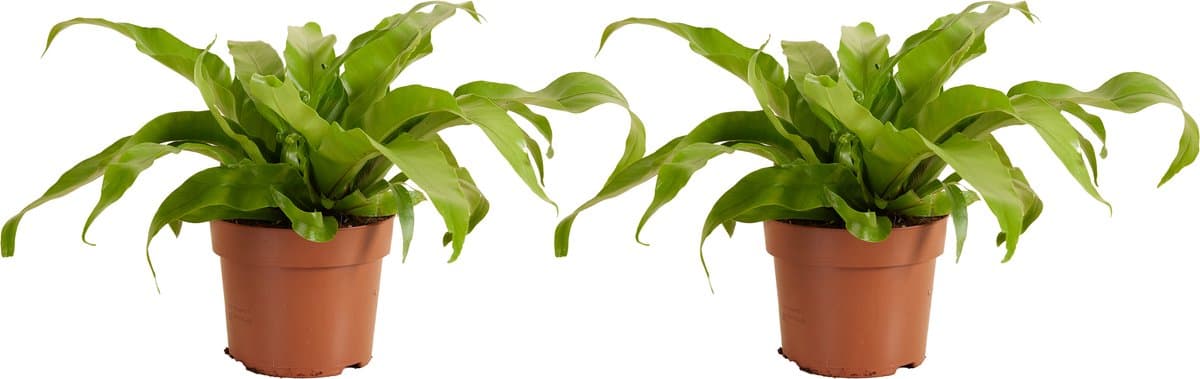Bloomique - Set van 2 - Asplenium Antiquum - Nestvaren - Kamerplanten - Luchtzuiverend - Diervriendelijk - Hoogte 20-30 cm - Pot 12 cm