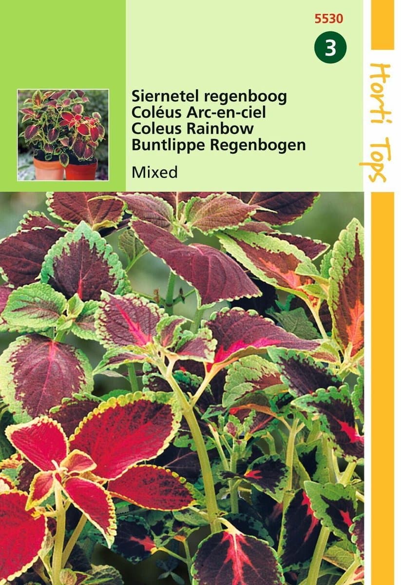 2 stuks Hortitops Coleus Blumei Regenboogmengsel