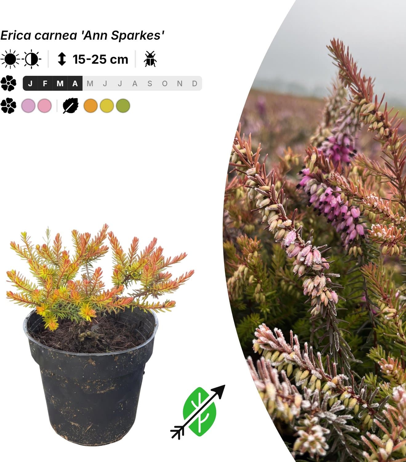 Singleplants - 20x Erica carnea 'Ann Sparkes' - Pot P9,5 - bodembedekker - winterhard tot -25°C