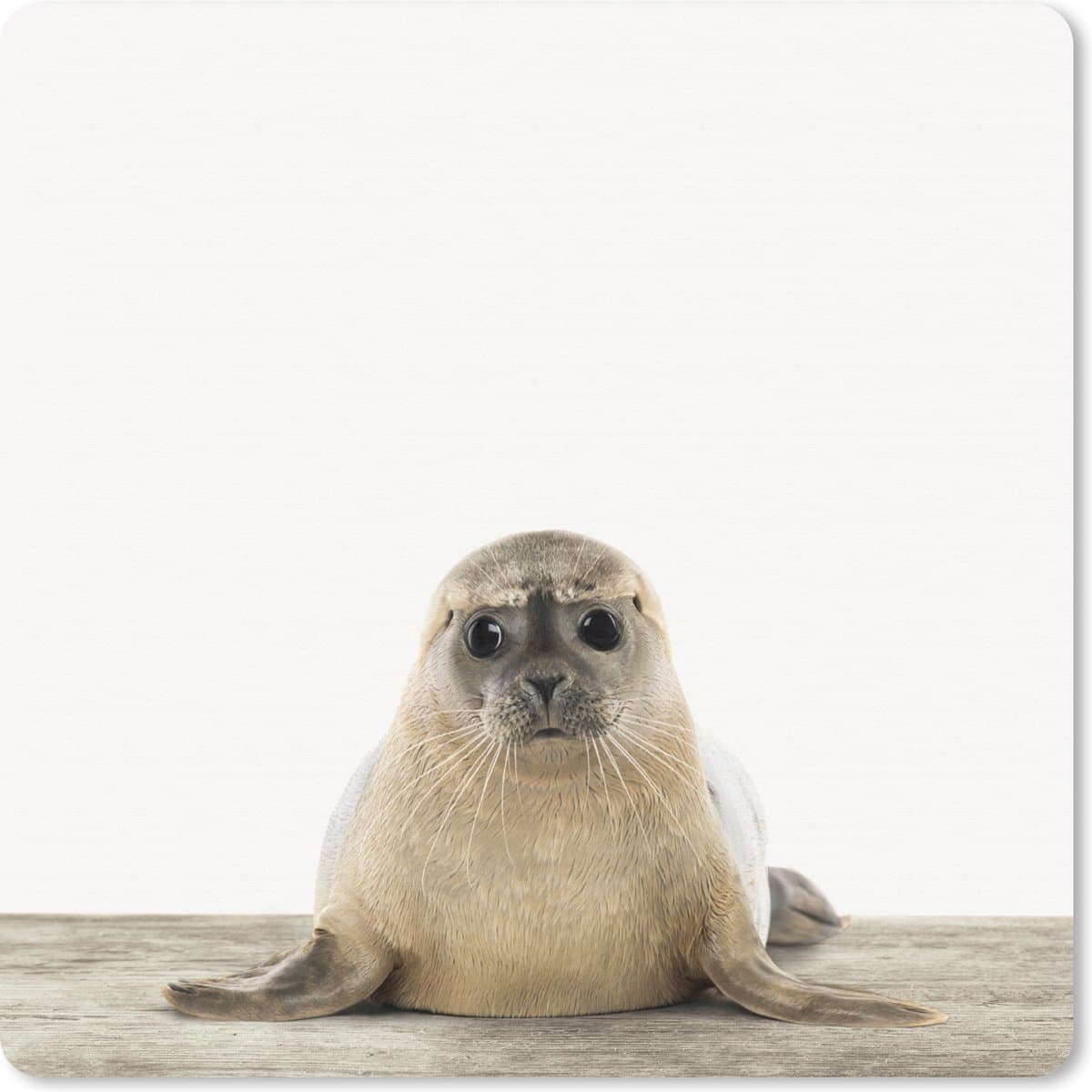 Muismat XXL 50x50 cm - Bureau onderlegger - Bureau mat Dieren - Zeehond - Wit - Bureaumat - Gaming mousepad xl - Bureaulegger groot - Computer deskmat