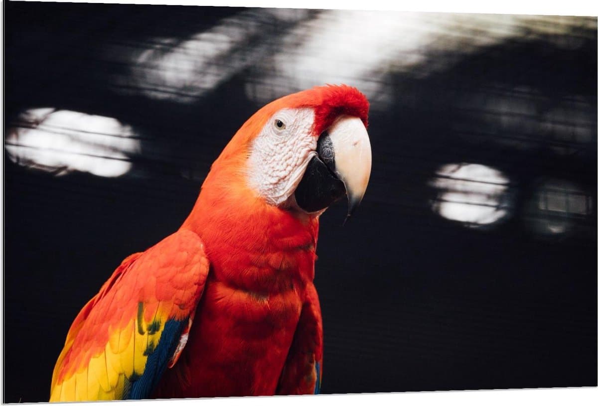 Dibond - Roodkleurige Papegaaienkop - 120x80cm Foto op Aluminium (Met Ophangsysteem)
