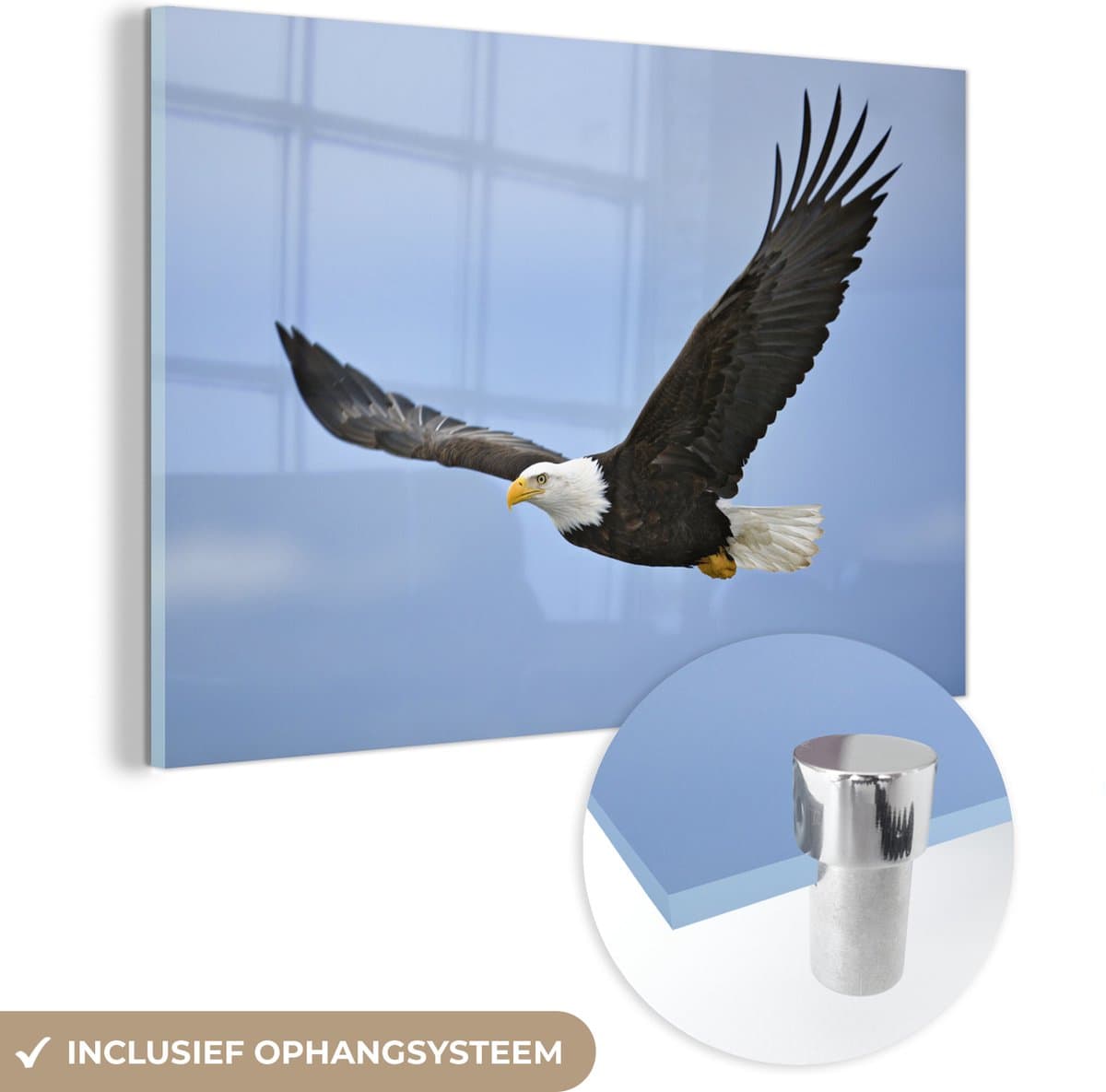 ® Glasschilderij 60x40 cm - Schilderij acrylglas - Een vliegende Amerikaanse zeearend - Foto op glas - Muurdecoratie woonkamer - Wanddecoratie slaapkamer - Schilderijen