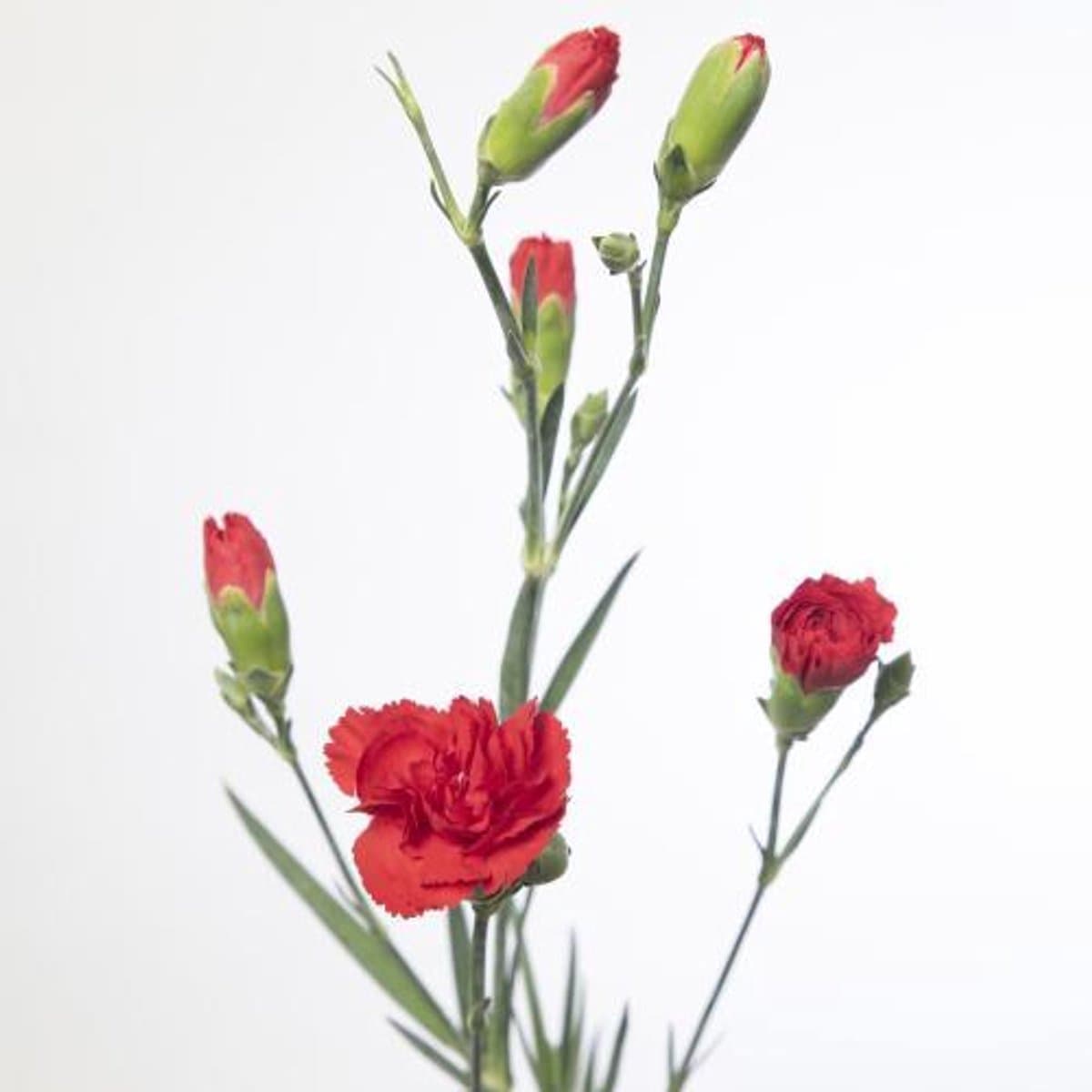 10x Dian.tros red kiss 60cm