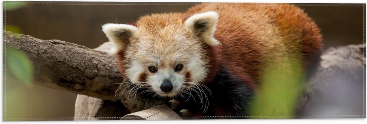 Vlag - Oranje panda ligt op boomstronk en kijkt camera in - 60x20 cm Foto op Polyester Vlag