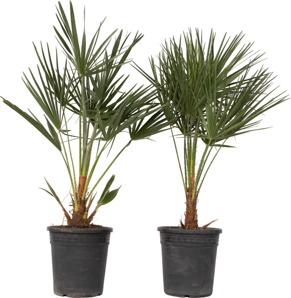 Plant in a Box - Chamaerops Humilis - Set van 2 - Europese Dwergpalm - Winterhard - Pot 21cm - Hoogte 70-80cm