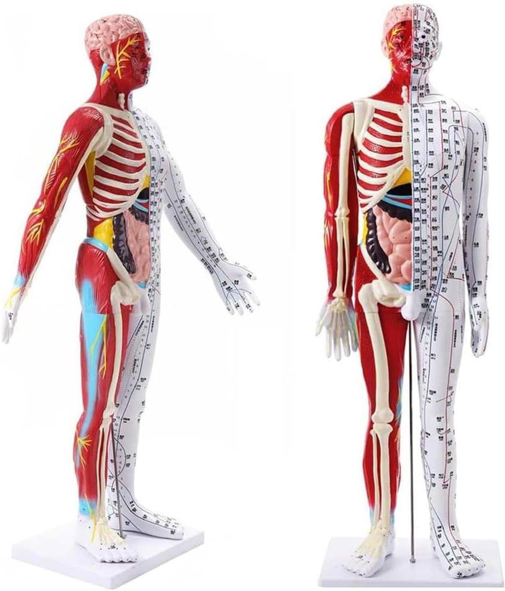 Acupunctuur Spiermodel - Meridiaan Anatomiemodel - Onderwijs Presentatie - Nauwkeurige Belettering - 85 cm - Niet gespecificeerd