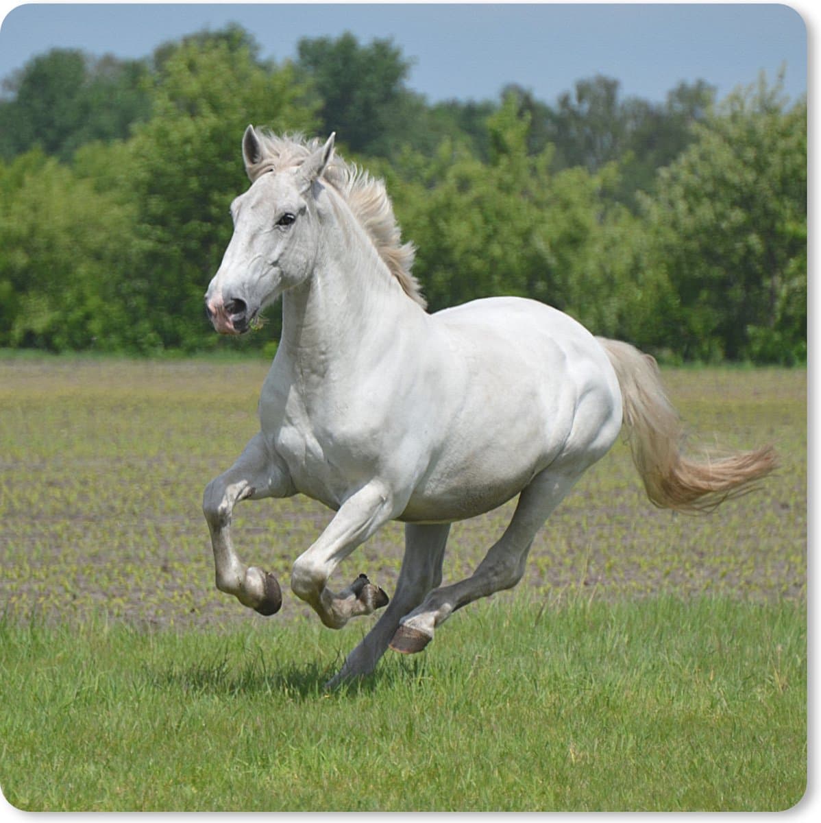 Muismat XXL 60x60 cm - Bureau onderlegger - Bureau mat Paarden - Natuur - Wit - Bureaumat - Gaming mousepad xl - Bureaulegger groot - Computer deskmat