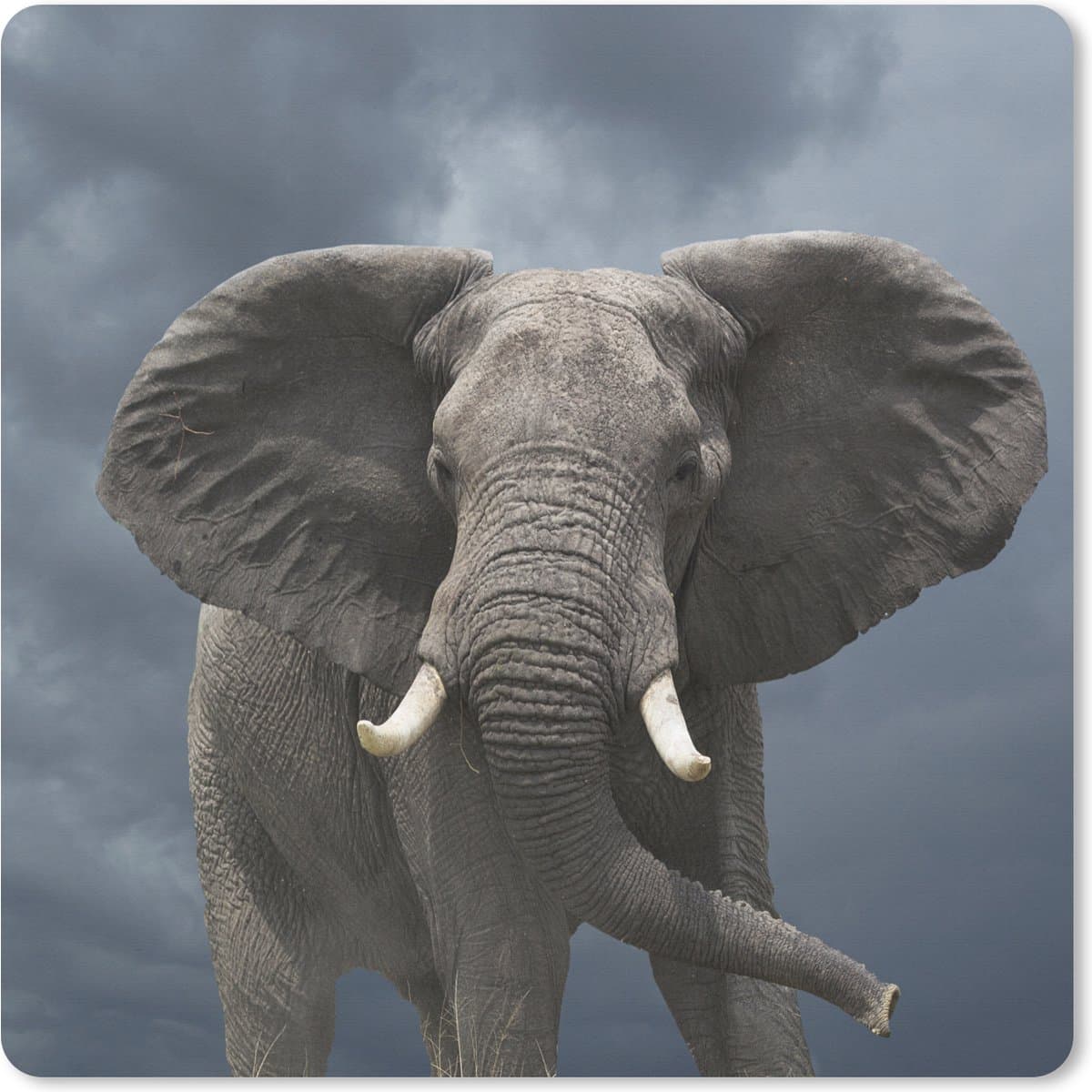 Muismat XXL 40x40 cm - Bureau onderlegger - Bureau mat Olifant - Wolken - Dieren - Natuur - Bureaumat - Gaming mousepad xl - Bureaulegger groot - Computer deskmat