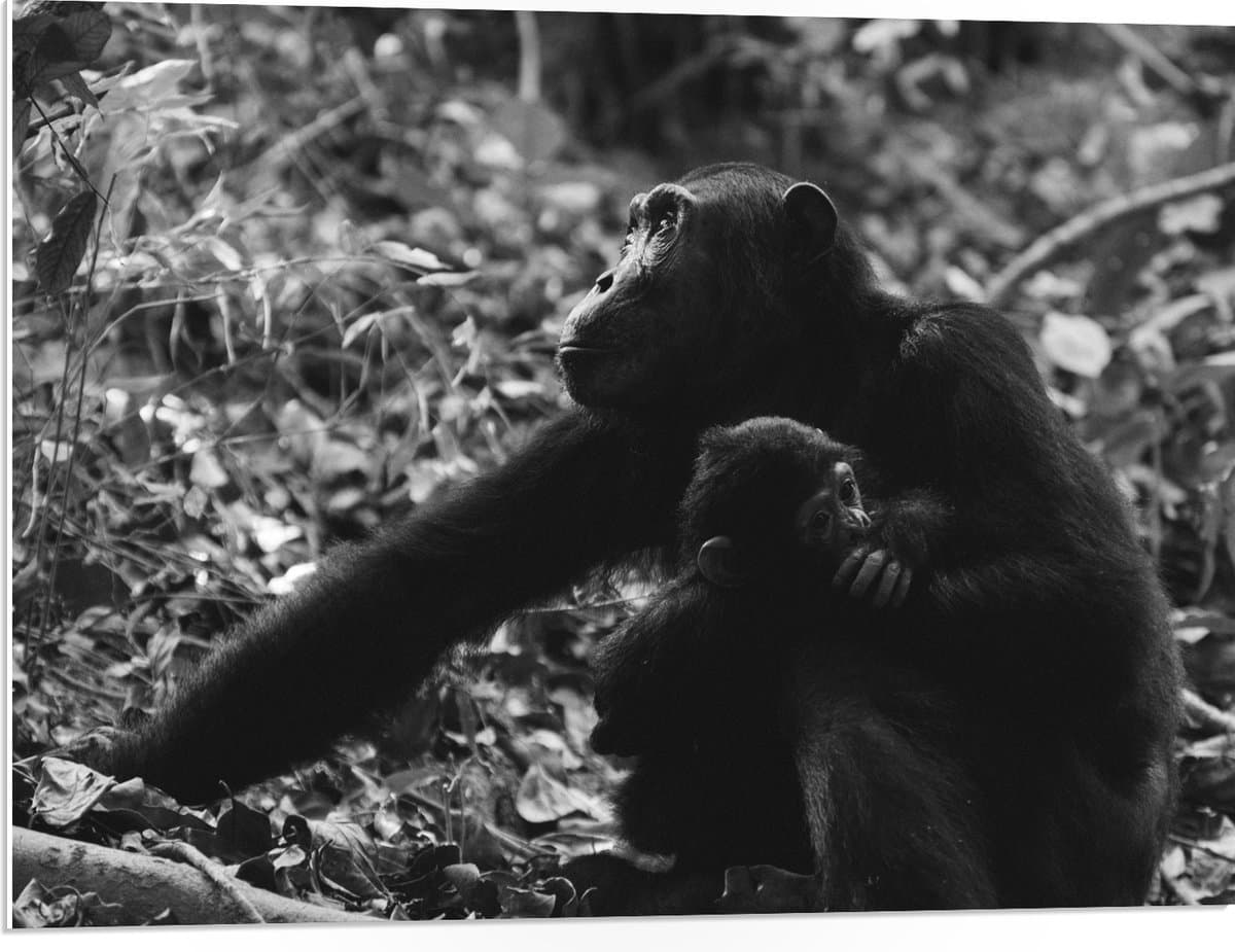 PVC Schuimplaat - Chimpansee met Baby Zwart / Wit - 80x60 cm Foto op PVC Schuimplaat (Met Ophangsysteem)